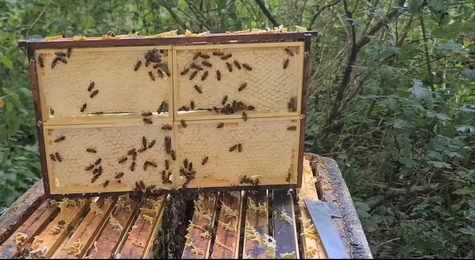 Honig mit Bienen