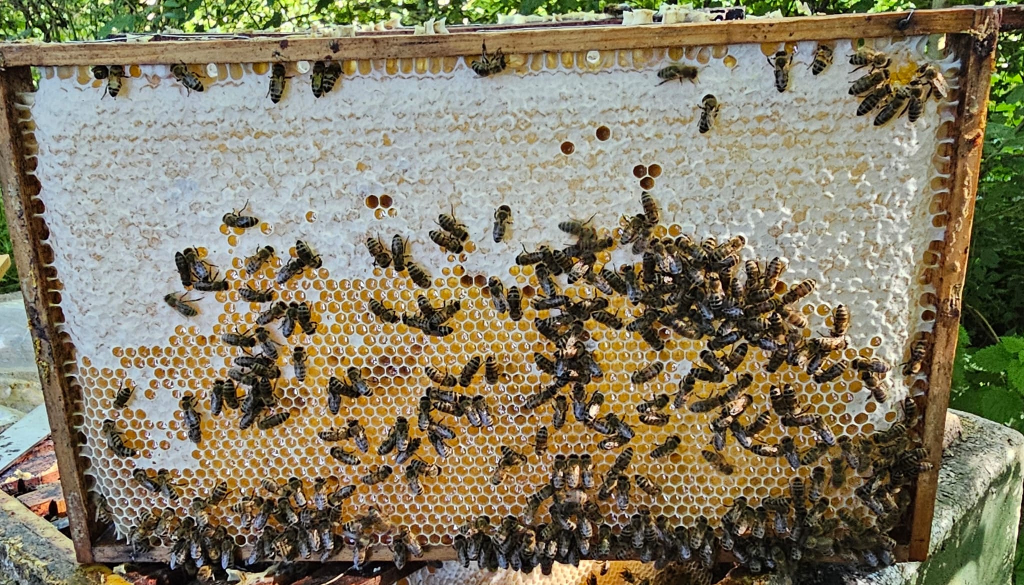 Honigwabe mit Bienen am Bienenstand