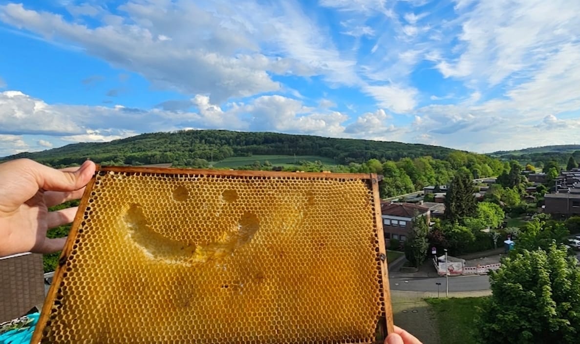 Wabenrähmchen mit Blick auf den Deister in Springe